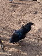 Koppetje kippen : ayman cemani, Dieren en Toebehoren