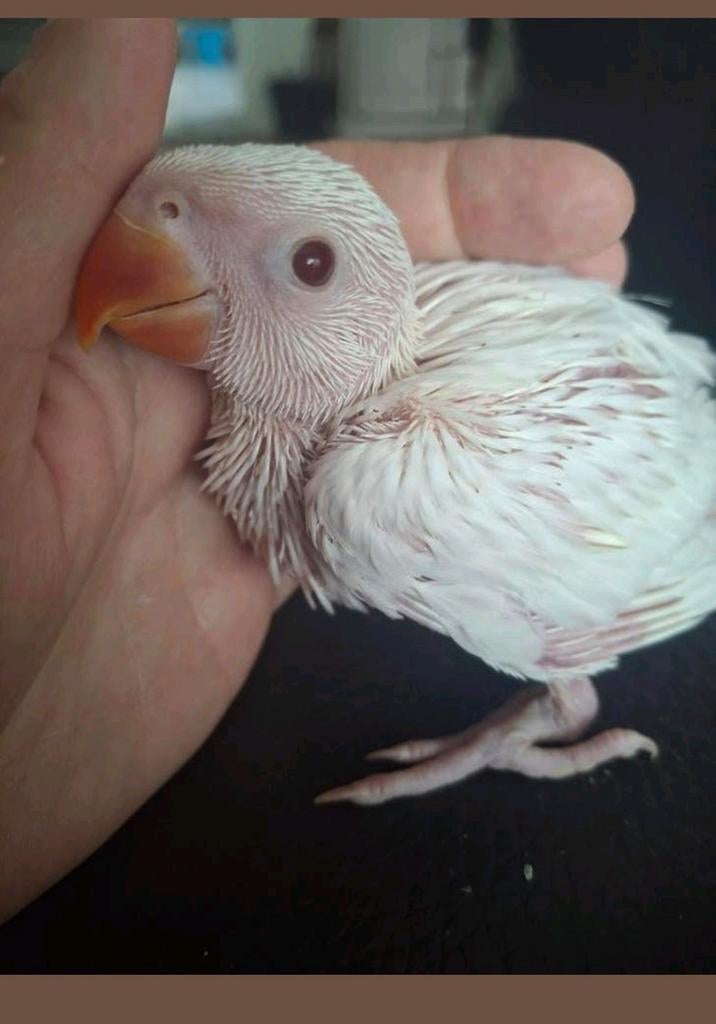 Handtamme baby albino halsbandparkiet, Geringd