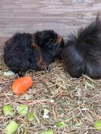 Schattige jonge cavia, Dieren en Toebehoren, Cavia, Februari, Vrouwelijk, Tam