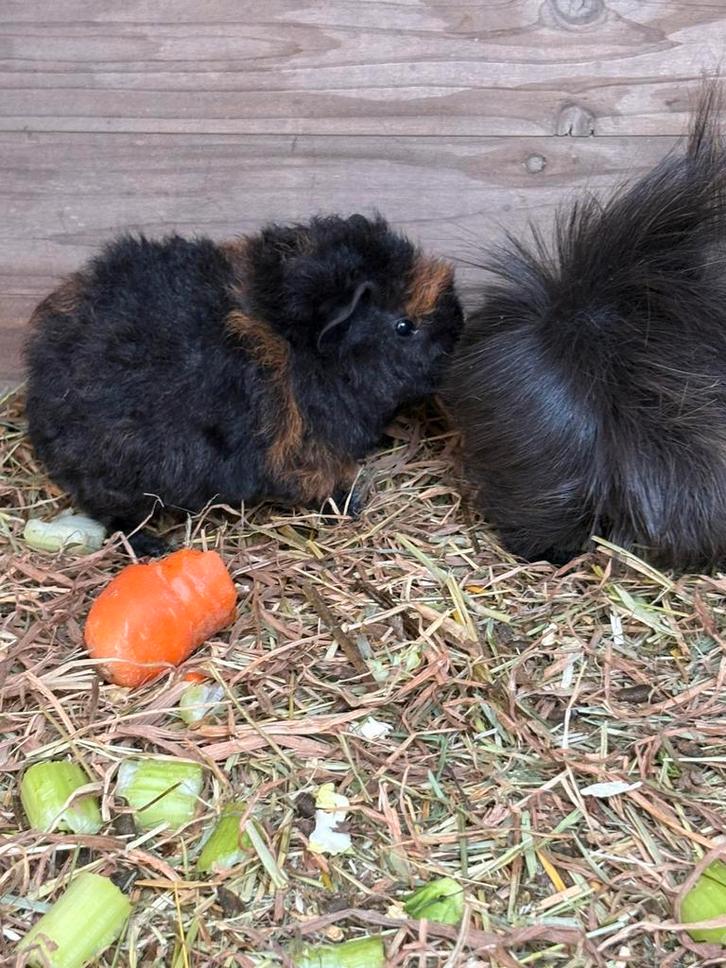 Schattige jonge cavia, Dieren en Toebehoren, Knaagdieren, Vrouwelijk, Cavia, Februari, Tam