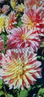 Dahlia, Ophalen of Verzenden, Voorjaar, Volle zon, Knol