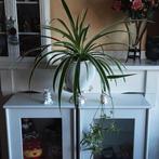 Prachtige kamerplant Chlorophitum met veel uitlopers, Huis en Inrichting, Ophalen of Verzenden, In pot