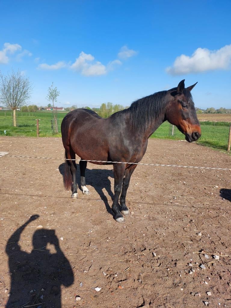 Draagmerrie te koop., Dieren en Toebehoren, Paarden, Merrie, Niet van toepassing, Gechipt, 11 jaar of ouder