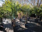 Trachycarpus fortunei winterharde palmboom, Jardin & Terrasse, En pot, 100 à 250 cm, Enlèvement, Ombre partielle