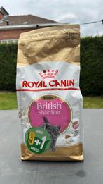 Royal Canin british shorthair kitten, Enlèvement, Chat