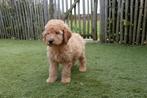 Prachtige medium Labradoodle pups, met stamboom, Dieren en Toebehoren, Parvo, België, Overige rassen, 8 tot 15 weken