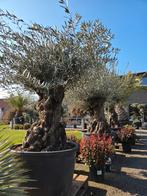 Prachtige olijfboom Olea Europaea - op voorraad, Tuin en Terras, Ophalen, Olijfboom