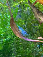100 Neocaridina Blue Jelly voor 40€, Homard, Crabe ou Crevette, Poisson d'eau douce, Banc de poissons
