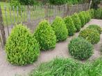 buxus, Tuin en Terras, Planten | Struiken en Hagen, Ophalen of Verzenden, Buxus