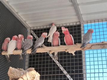 rose kaketoe split x lutino beschikbaar voor biedingen