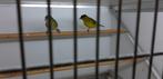 ANDES SIJS, Dieren en Toebehoren, Meerdere dieren, Wildzangvogel, Geringd