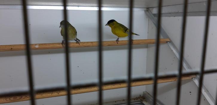 ANDES SIJS, Dieren en Toebehoren, Vogels | Overige Vogels, Wildzangvogel, Meerdere dieren, Tam, Geringd