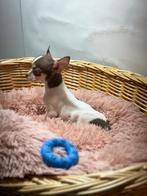 Chihuahua pups, Dieren en Toebehoren, Honden | Chihuahua's en Gezelschapshonden, 15 weken tot 1 jaar, Buitenland, CDV (hondenziekte)