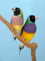 Natuurbroed gouldamadines, Dieren en Toebehoren, Vogels | Overige Vogels