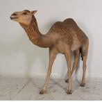 Dromedary Camel – Dromedaris beeld Lengte 250 cm