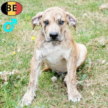 Boerboel pups te koop (Belgisch) beschikbaar voor biedingen