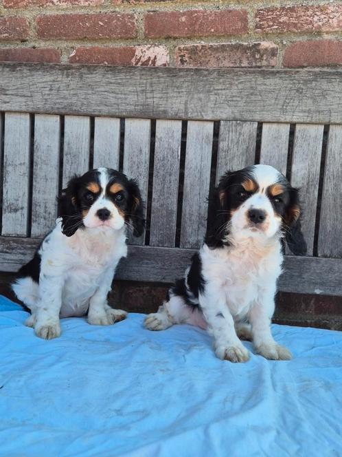 Cavalier King Charles Spaniël pups, Dieren en Toebehoren, Honden | Retrievers, Spaniëls en Waterhonden, Meerdere dieren, Spaniël