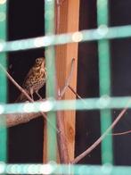 Zanglijster man, Dieren en Toebehoren, Vogels | Overige Vogels
