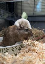 Gerbil bruinig mannetje, Mannelijk, Januari, Overige typen, Tam