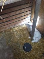 Reuze vlinder, Dieren en Toebehoren, Konijnen, Meerdere dieren, Groot, 0 tot 2 jaar