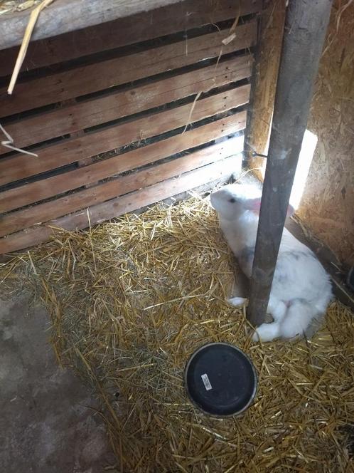 Reuze vlinder, Dieren en Toebehoren, Konijnen, Groot, Meerdere dieren, 0 tot 2 jaar