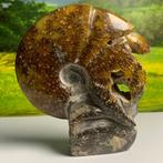 Belle ammonite polie (J1)., Collections, Minéraux & Fossiles, Fossile, Enlèvement ou Envoi