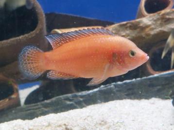 Hemichromis exsul - Turkana Jewel cichlid - Juweelcichlid beschikbaar voor biedingen