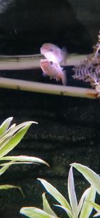 Mooie gouden tandkarper., Dieren en Toebehoren, Vis, Zoetwatervis