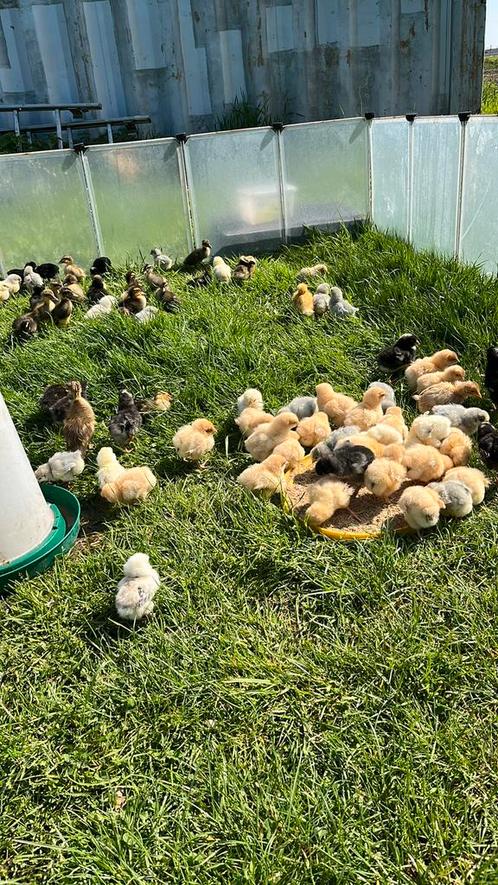 Jonge eendjes en kuikens, Dieren en Toebehoren, Pluimvee