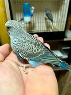 Geelmasker blackwing grasparkieten, Dieren en Toebehoren, Vogels | Parkieten en Papegaaien, Meerdere dieren, Parkiet, Geringd