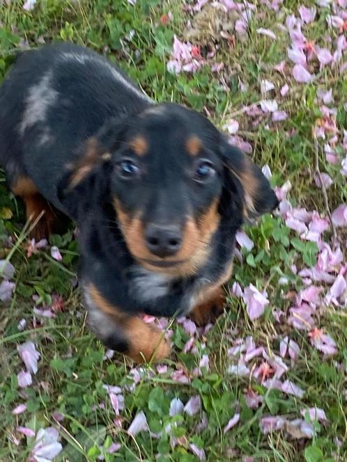 Langharige dwergteckel pups, Dieren en Toebehoren, Honden | Teckels en Dashonden, Meerdere dieren, Langhaar, Dwerg, Fokker | Professioneel