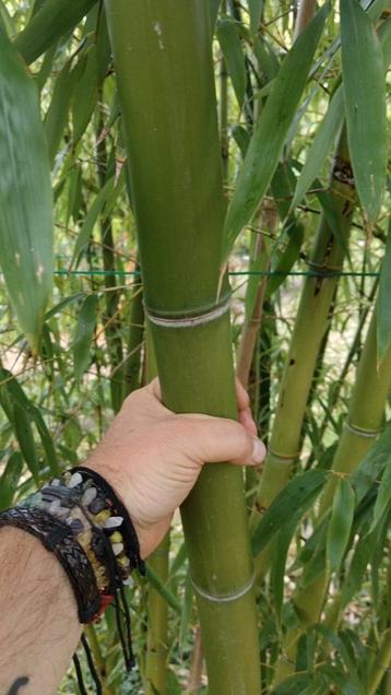 Phyllostachys vivax MacClure - Bambou géant, Enlèvement, Bambou, Haie
