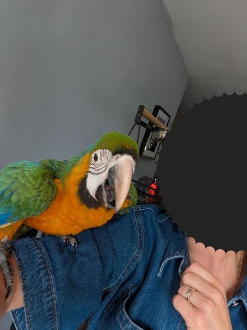 Lieve jonge hybride ara, Dieren en Toebehoren, Vogels | Parkieten en Papegaaien, Papegaai, Vrouwelijk, Tam, Geringd