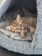 Britse korthaar kittens, Meerdere dieren, Gechipt, 0 tot 2 jaar