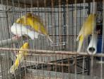 Kanaries, Dieren en Toebehoren, Vogels | Kanaries