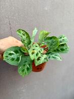 Maranta, Huis en Inrichting, Kamerplanten, Ophalen