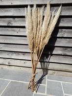 Lot de 10 pampas XXL, Ophalen, Nieuw