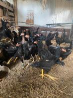 Mooie jonge Zwarte shamo hennen, Dieren en Toebehoren, Pluimvee