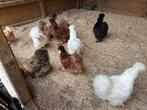 Zijdehoenen, zijdehoenders verschillende kleuren, Dieren en Toebehoren, Pluimvee