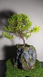 Juniperus bonsai + handgemaakte pot, Tuin en Terras, Planten | Bomen, Ophalen