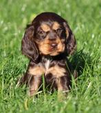 Engelse Cocker pups, Dieren en Toebehoren, België, CDV (hondenziekte), 8 tot 15 weken, Meerdere
