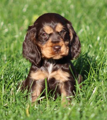 Engelse Cocker pups beschikbaar voor biedingen