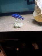 Cichlides malawi melanochromis maingano 7 cm