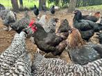 Mechels hoen zwart hennen, Dieren en Toebehoren, Pluimvee
