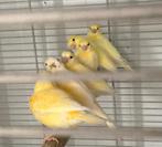 Mooie kanaries, Dieren en Toebehoren, Vogels | Kanaries, Geslacht onbekend, Zangkanarie