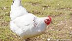 Sussex legkip | gratis levering vanaf 75 euro, Dieren en Toebehoren, Kip
