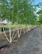 Meerstammige berken betula’s in verschillende maten, Tuin en Terras, Ophalen of Verzenden, Herfst