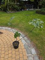 vijgenboom, Tuin en Terras, Planten | Bomen, Ophalen