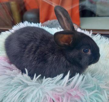 petit lapin Mix, Mâle, Petit, 0 à 2 ans