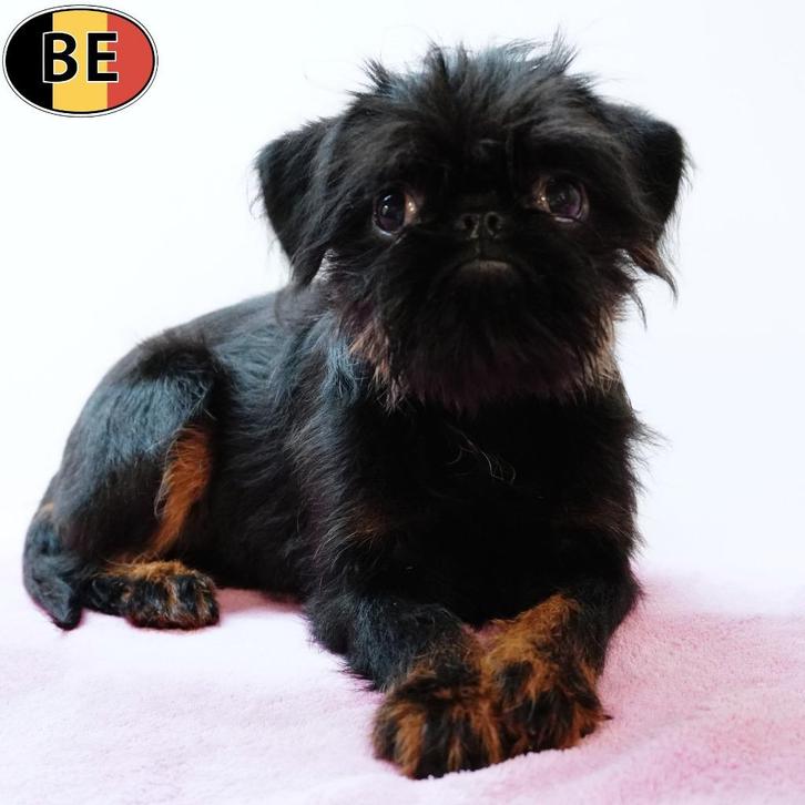 Belgische Griffon (teefje) pup te koop, Dieren en Toebehoren, Honden | Chihuahua's en Gezelschapshonden, Teef, Overige rassen